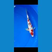 maruten sanke 27cm male