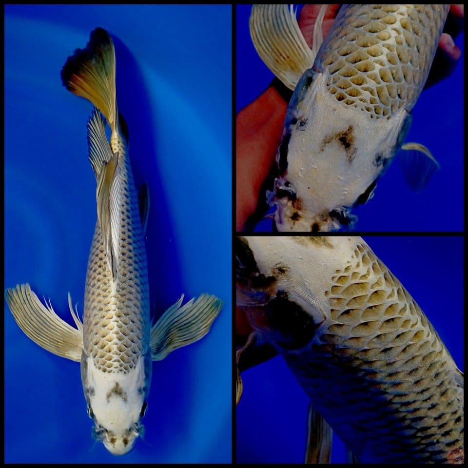 KUMPAY 48CM FEMALE
