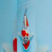 goshiki doitsu 25cm