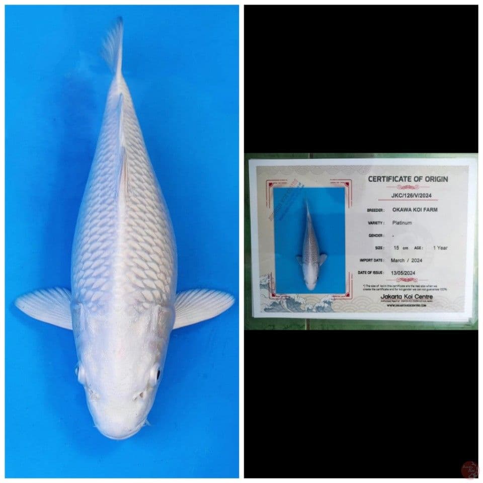 Okawa Platinum