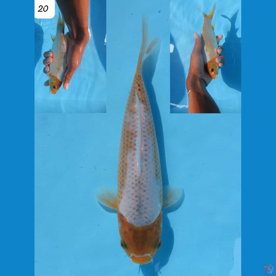 20cm - male Sabikoyo