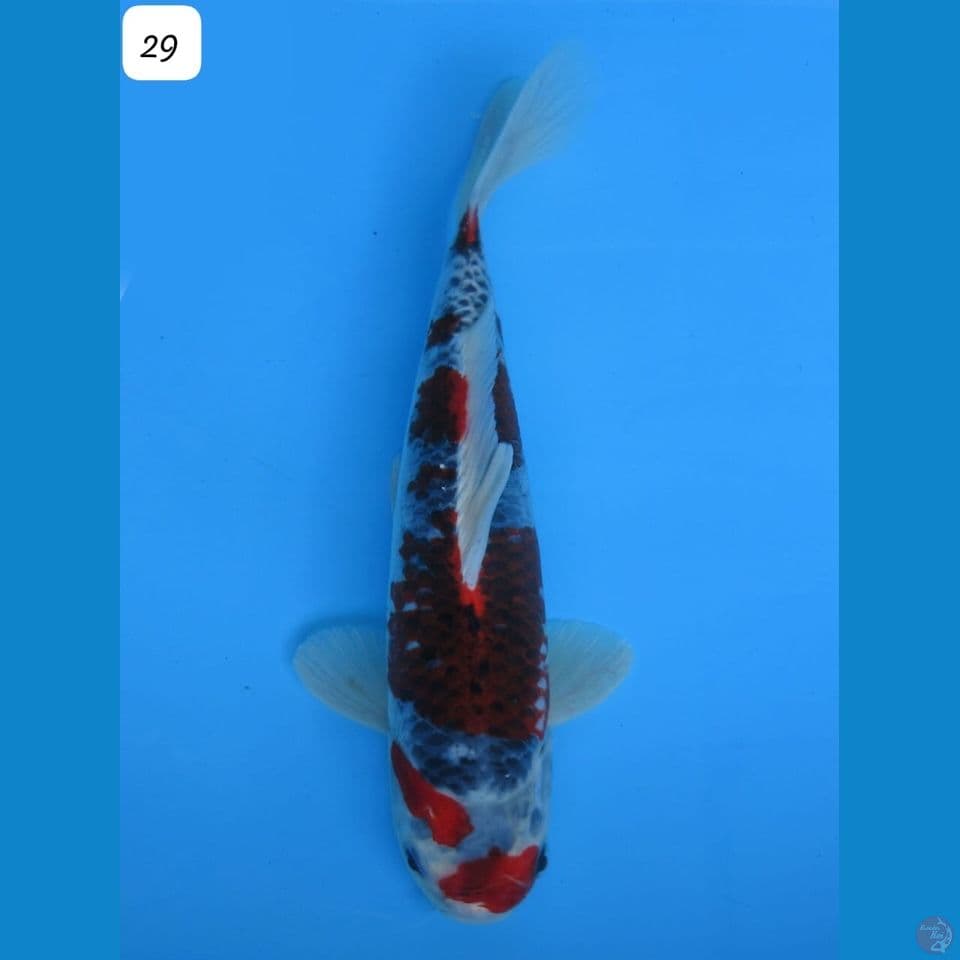 29cm - male Goshiki Racing Ori Pola 