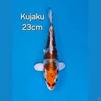 KUJAKU 23CM