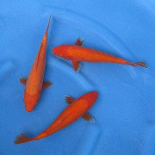 Tiga Cabe 23-25cm