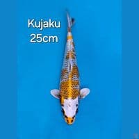 KUJAKU25 CM