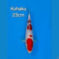 KOHAKU 23CM