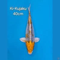 KI-KUJAKU 40CM