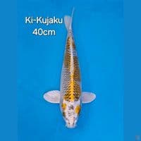 KI KUJAKU 40CM