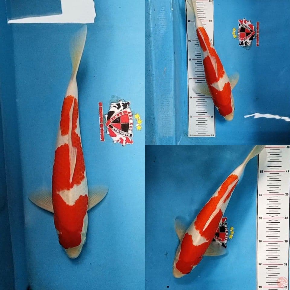Kohaku Inazuma 35 cm