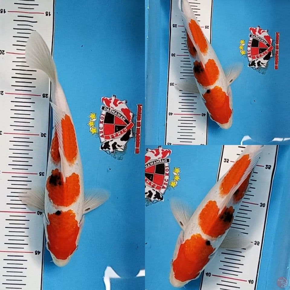 Taisho Sanshoku 28 cm