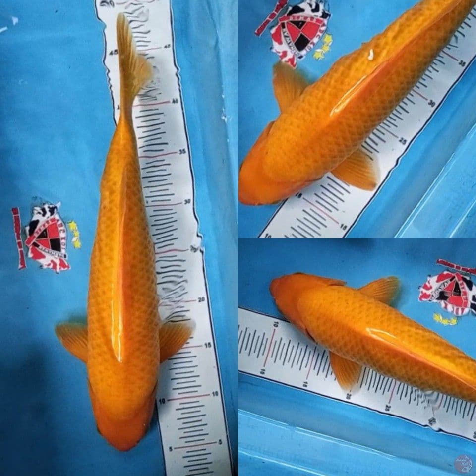 Red Karashi 40 cm Jantan