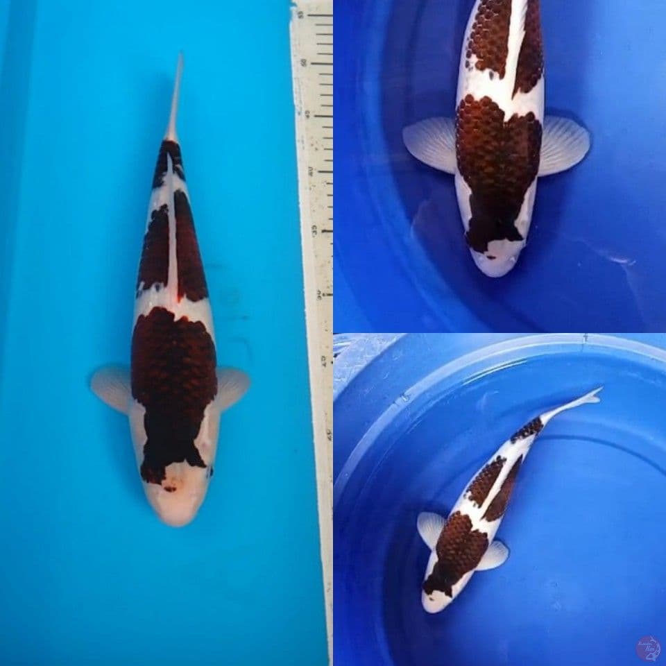 Goromo 35 cm