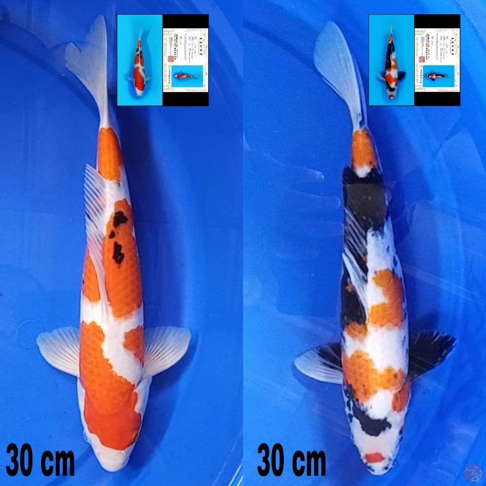 Showa dan Sanke Sakai all size 30 cm include serty ????????