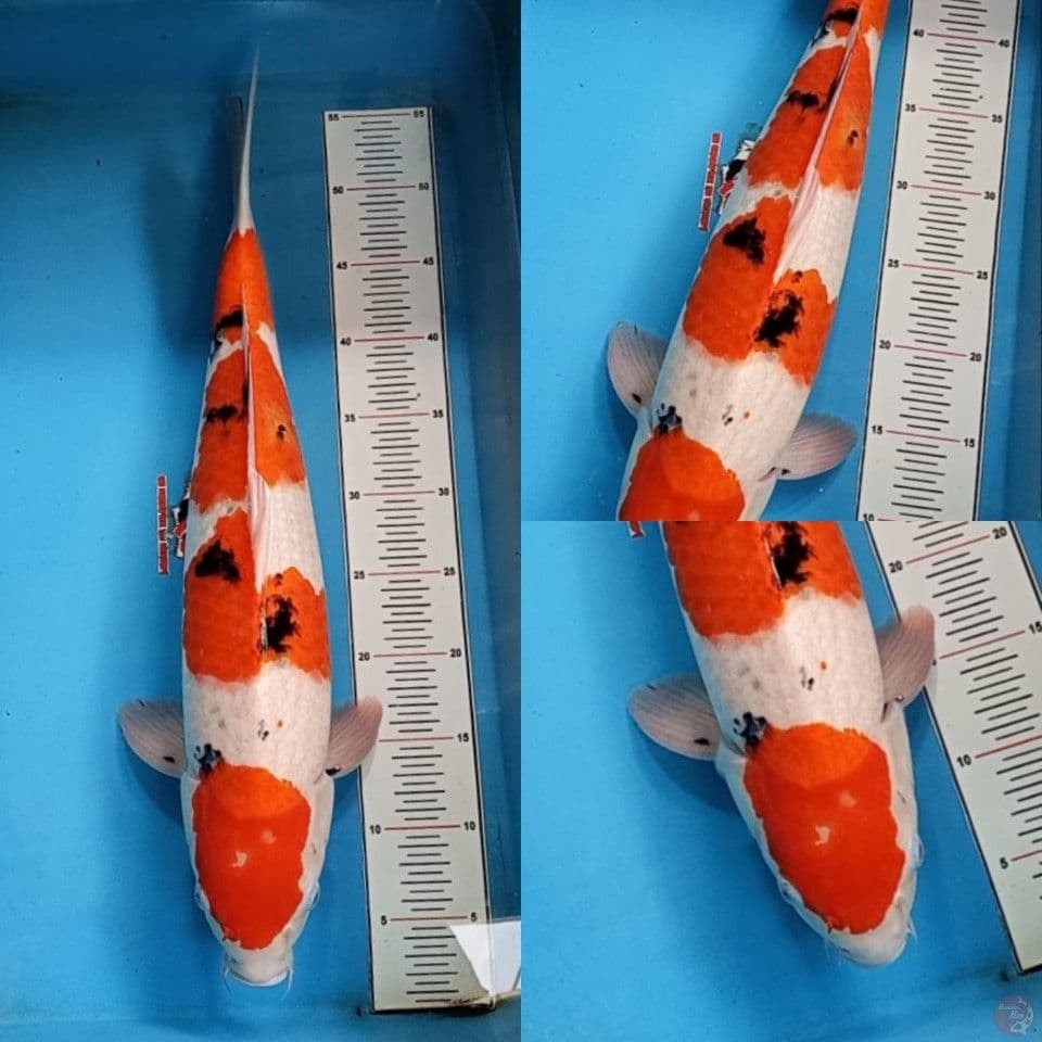 Sanke jantan 51 cm 