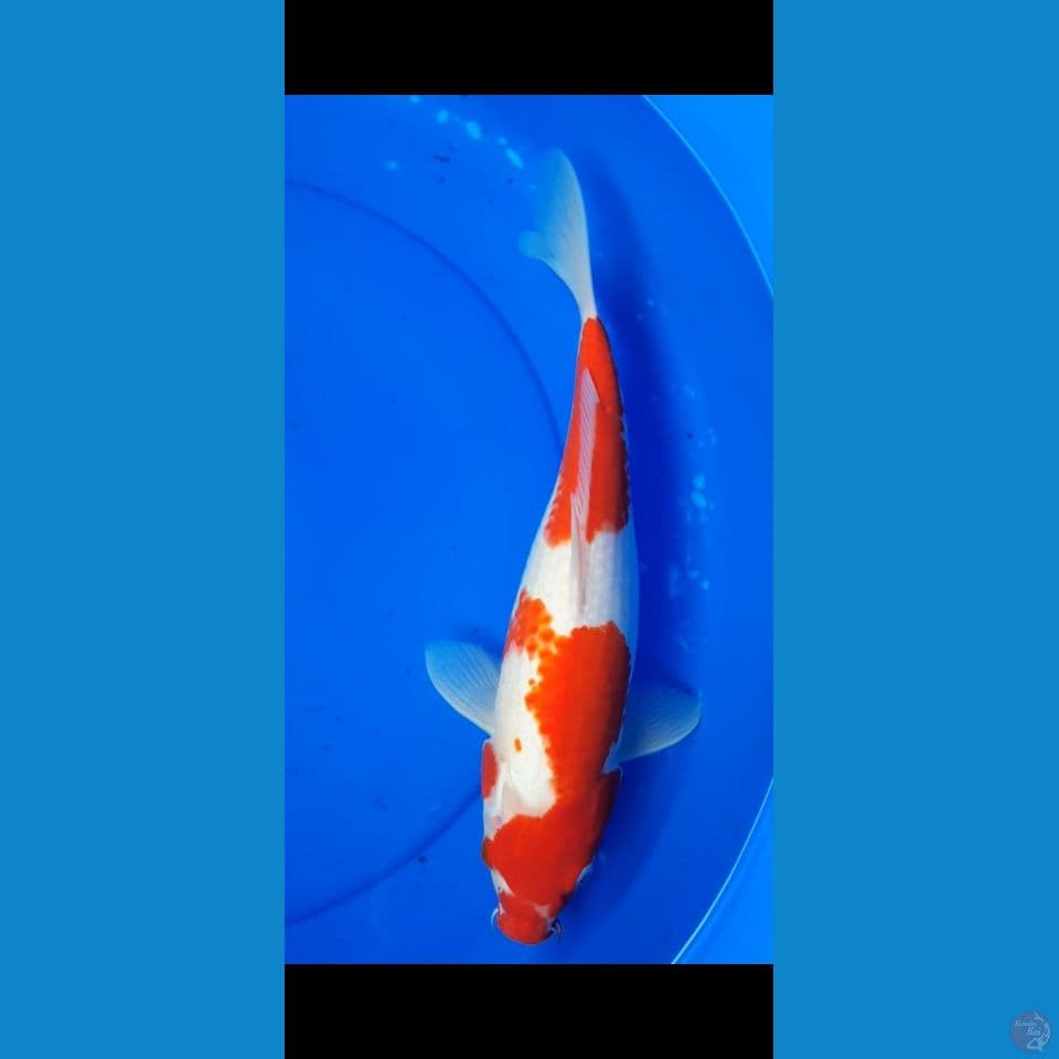 KOHAKU 35CM (F)