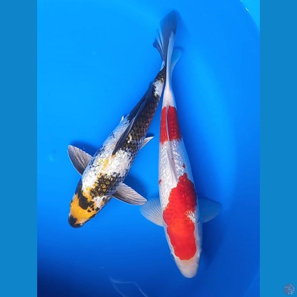 KIN SHOWA GINRIN & KOHAKU GINRIN 30-31CM