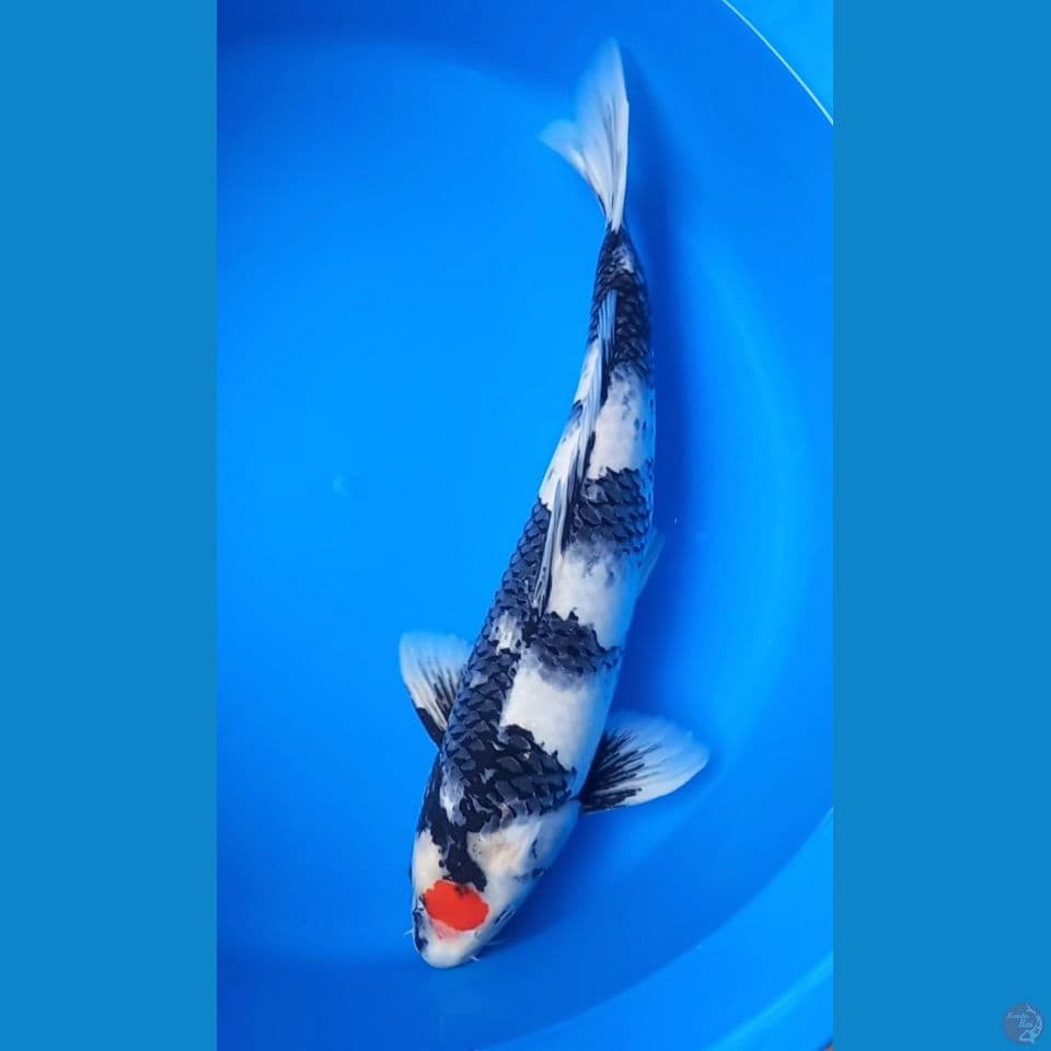 TANCHO SHOWA TATEGOI 47CM MALE