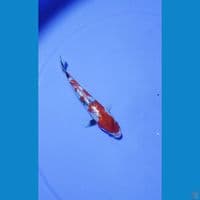 showa ginrin tategoi prospek 15 cm