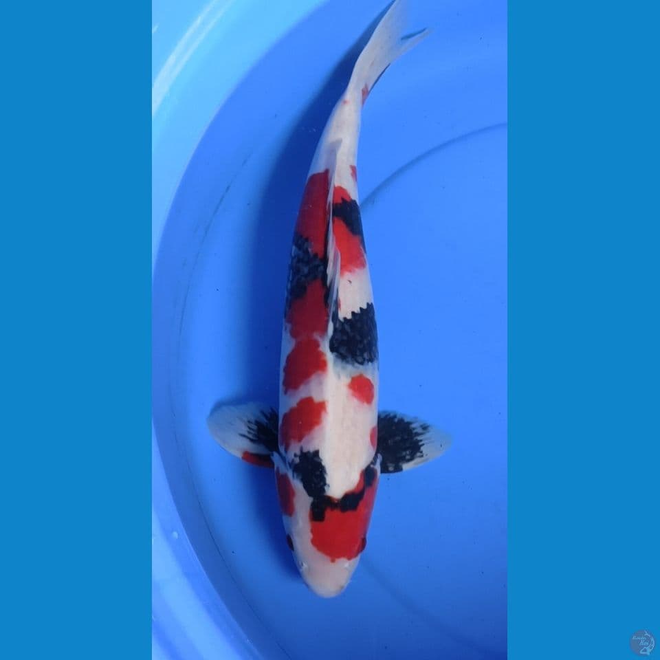 SHOWA JANTAN 43 CM KUALITAS JOSS