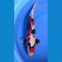 SHOWA JANTAN 43 CM KUALITAS JOSS