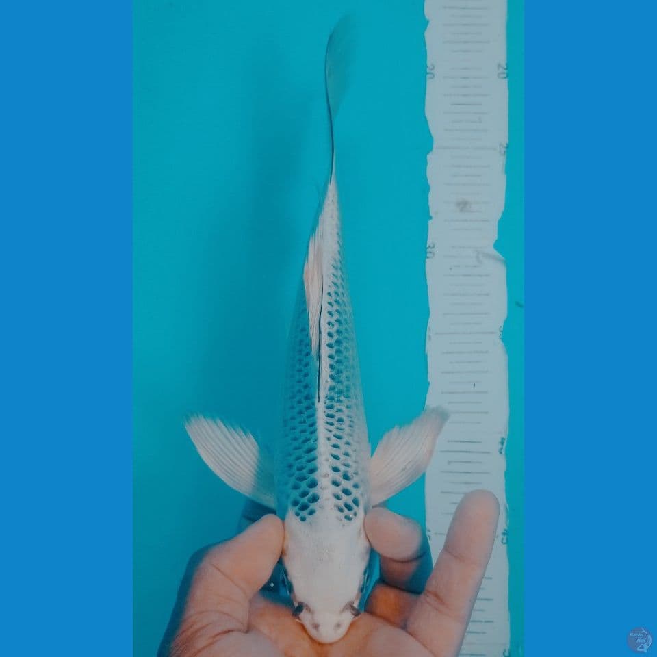 GIN MATSUBA 29CM