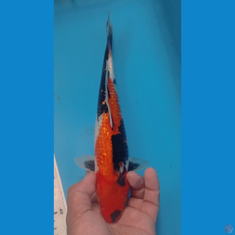 GINRIN 28CM