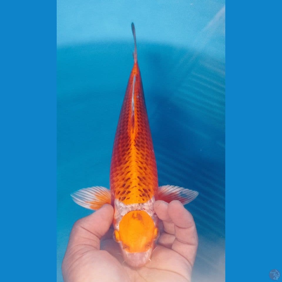 MATSUMARU 32CM
