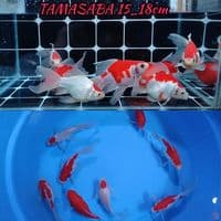 SUPER QUALITY TAMASABA LONGTAIL 15_18CM 7EKOR BONUS 1EKOR