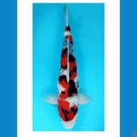 INAZUMA SHOWA CLASS TATHEGOI ORYGINAL 45CM SQ