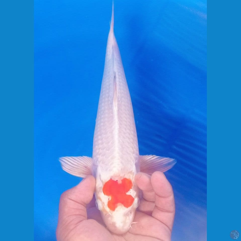 MAWAR MERAH 34CM