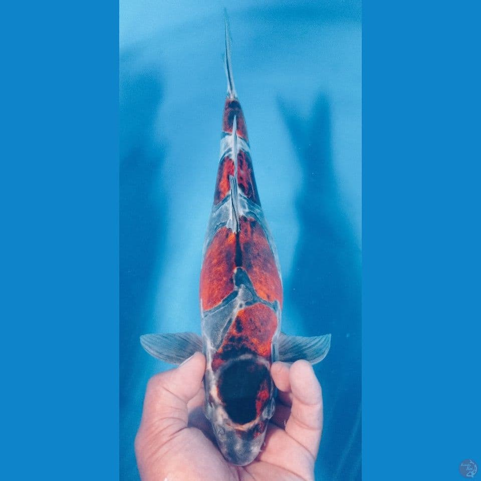 BENIKIKO 37CM
