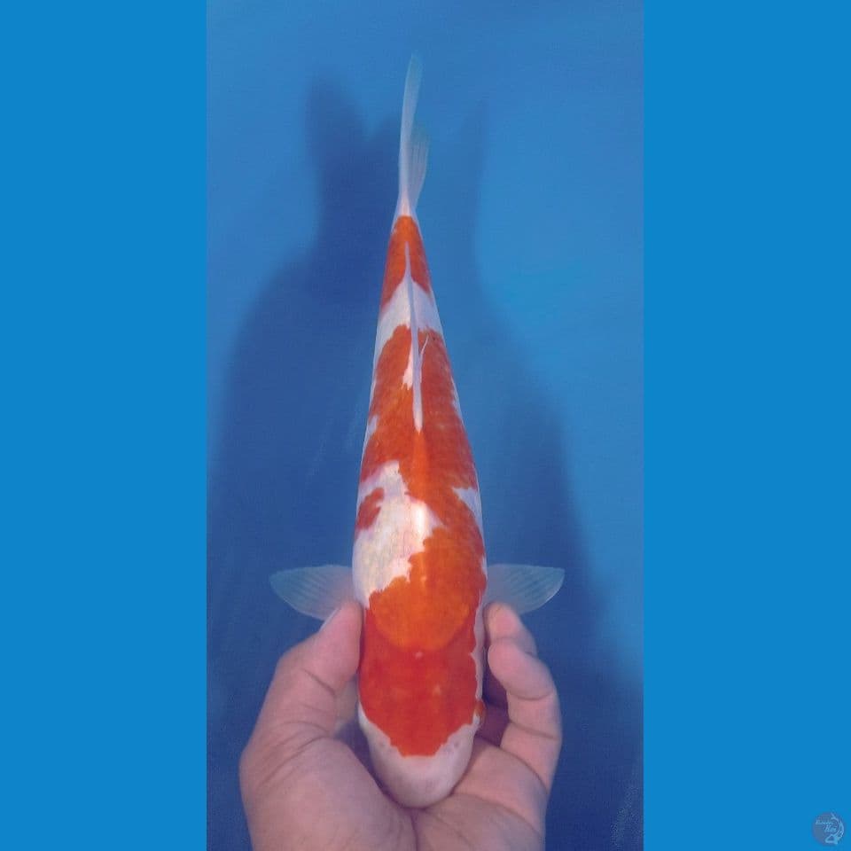 BULKY 34CM