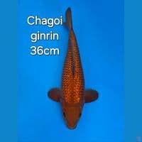 CHAGOI GINRIN 36CM