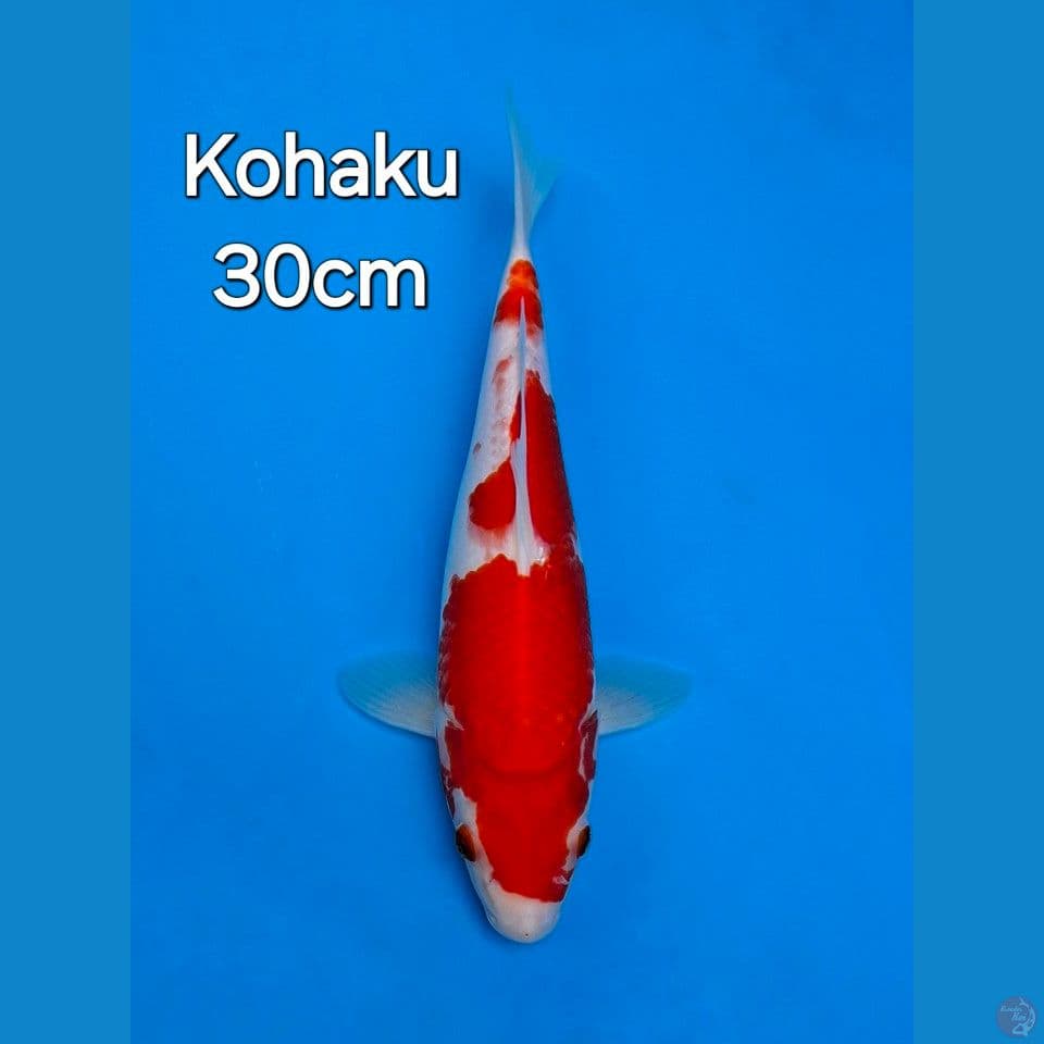 KOHAKU 30CM