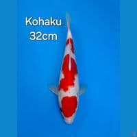 KOHAKU 32CM