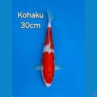 KOHAKU NIDAN 30CM