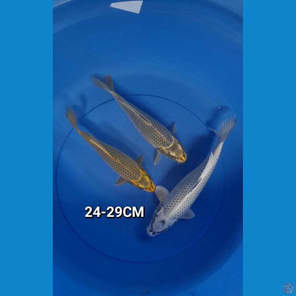 24-29Cm Paket mukasi