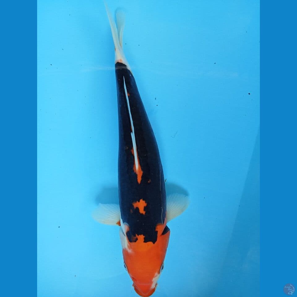 bent kumon 36cm