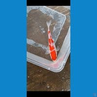 Ready show  Kohaku 15 cm 