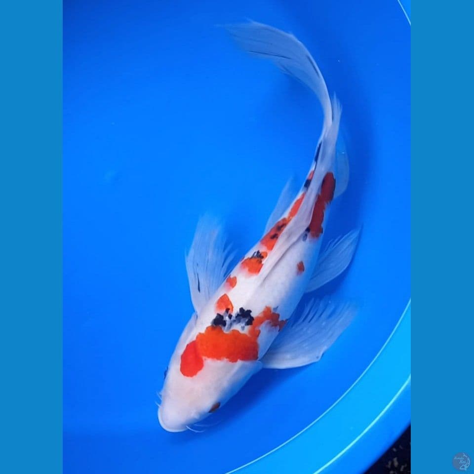 KUMPAY SANKE 45CM