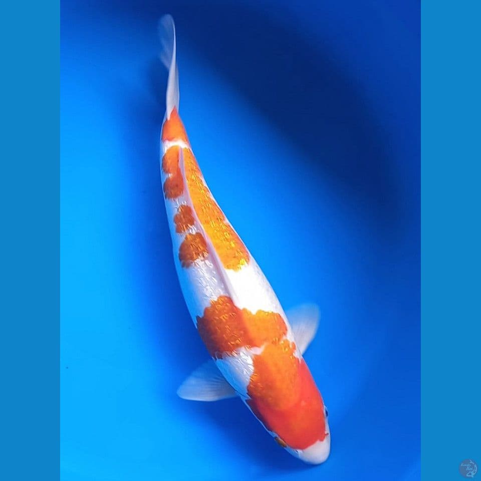 AIGOROMO GINRIN 40CM