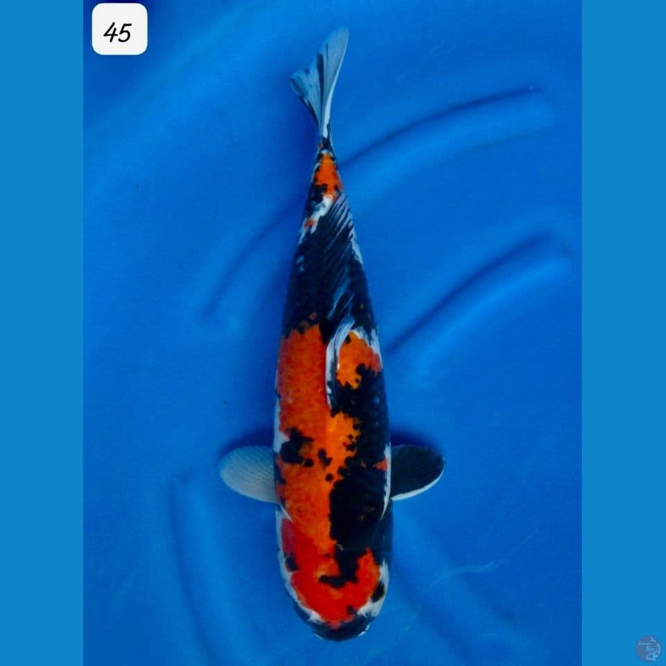 45cm - Showa Sanshoku HQ 
