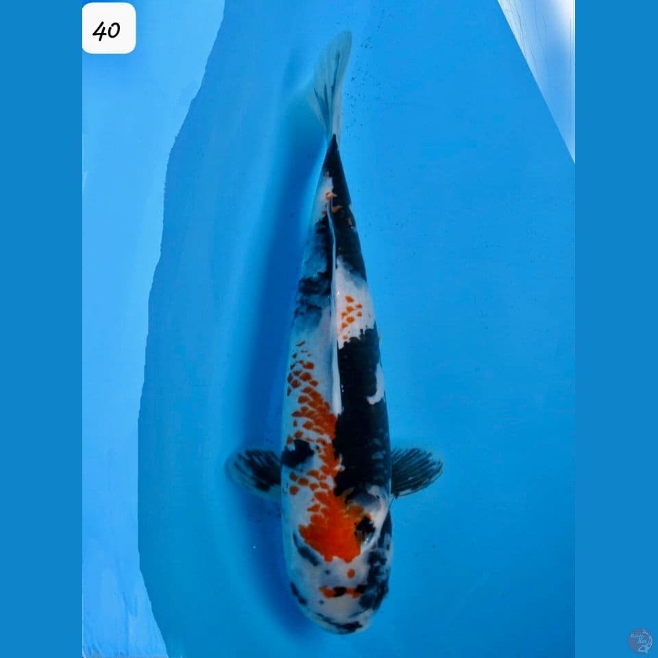 40cm - Showa Kanoko