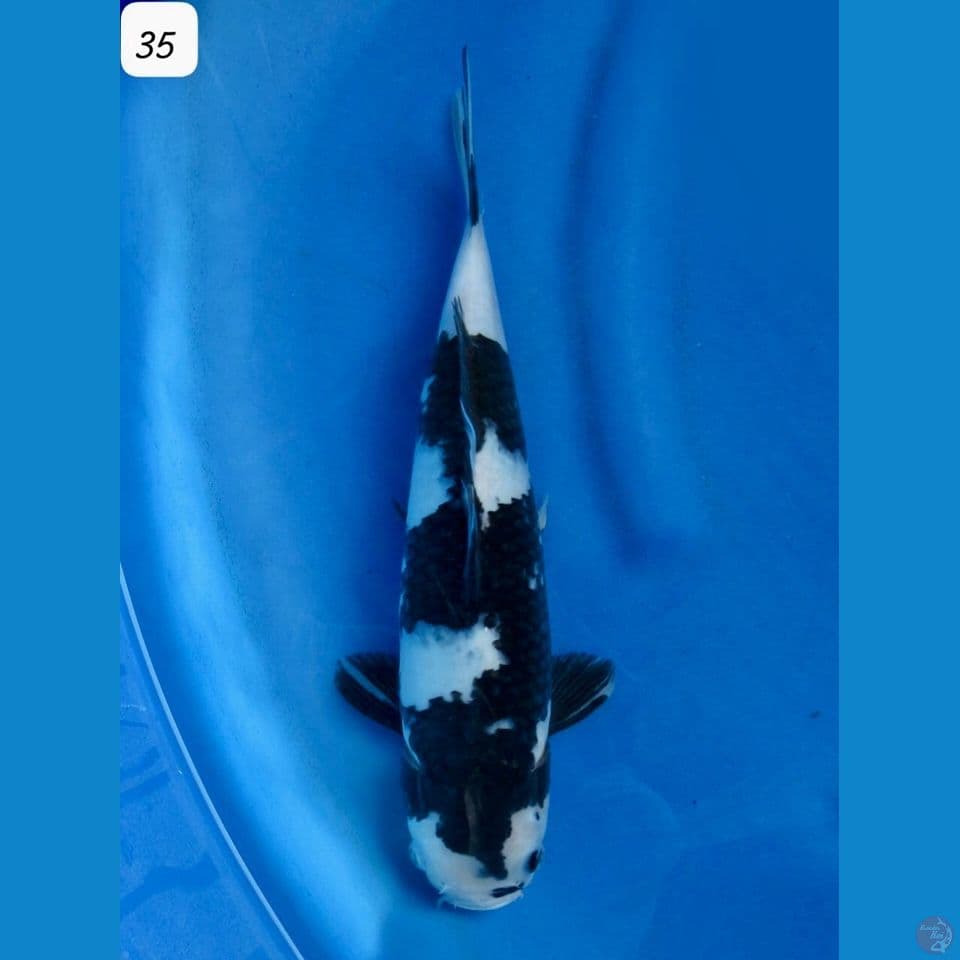35cm - Shiro SQ