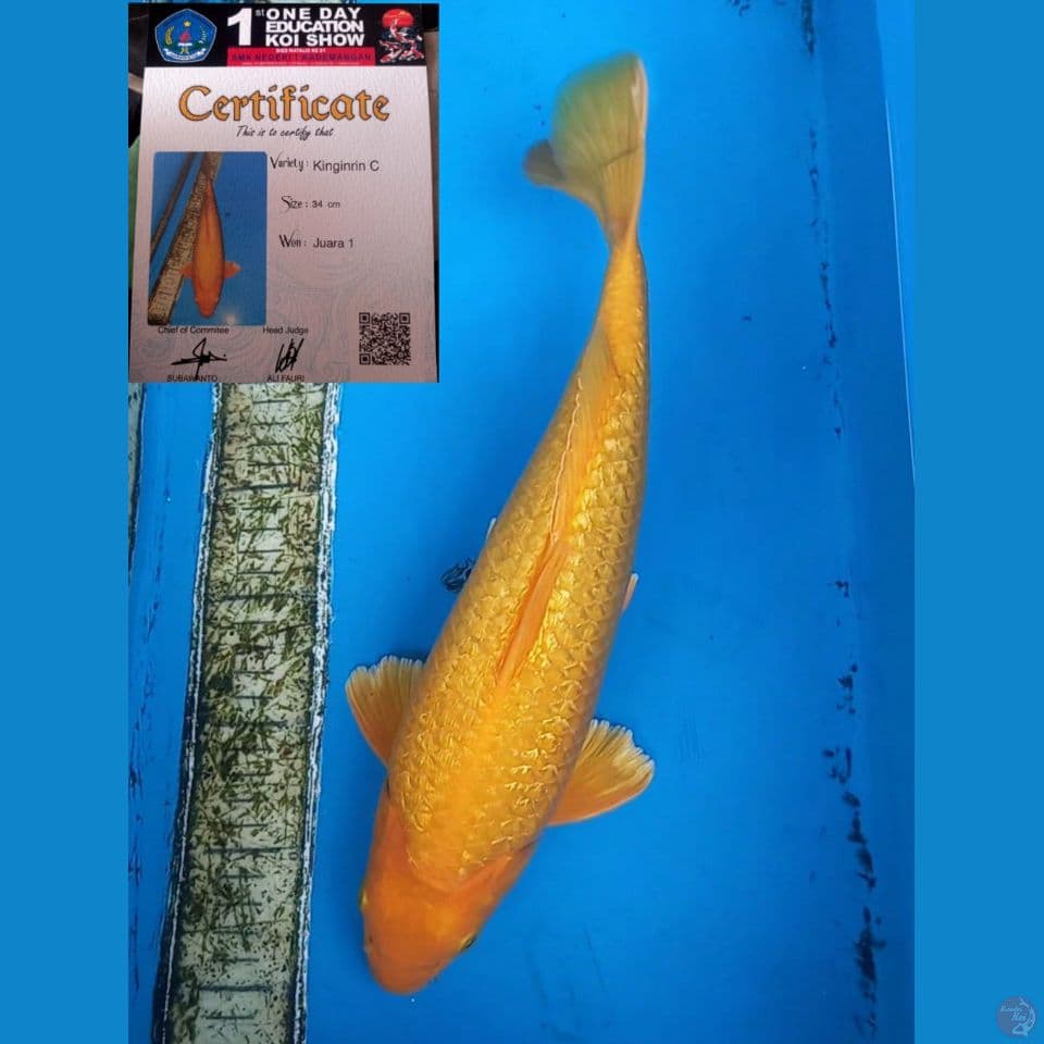 GOLD GINRIN 35CM