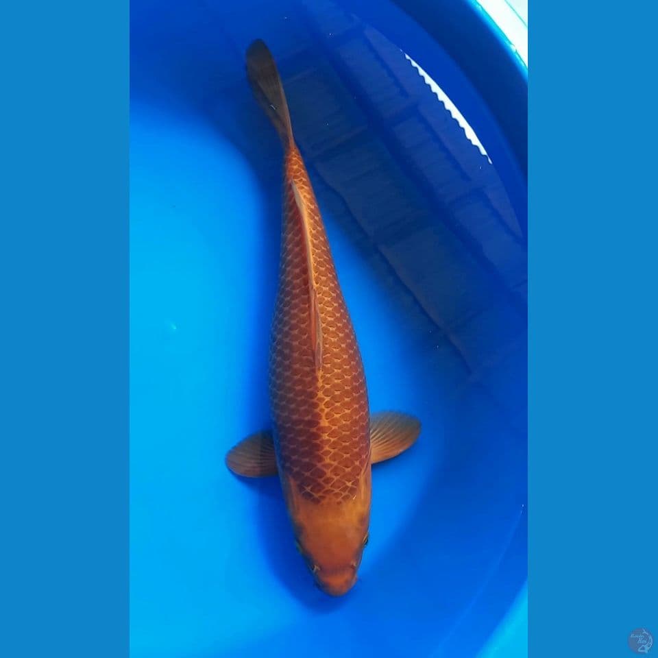 CARAMEL 42CM