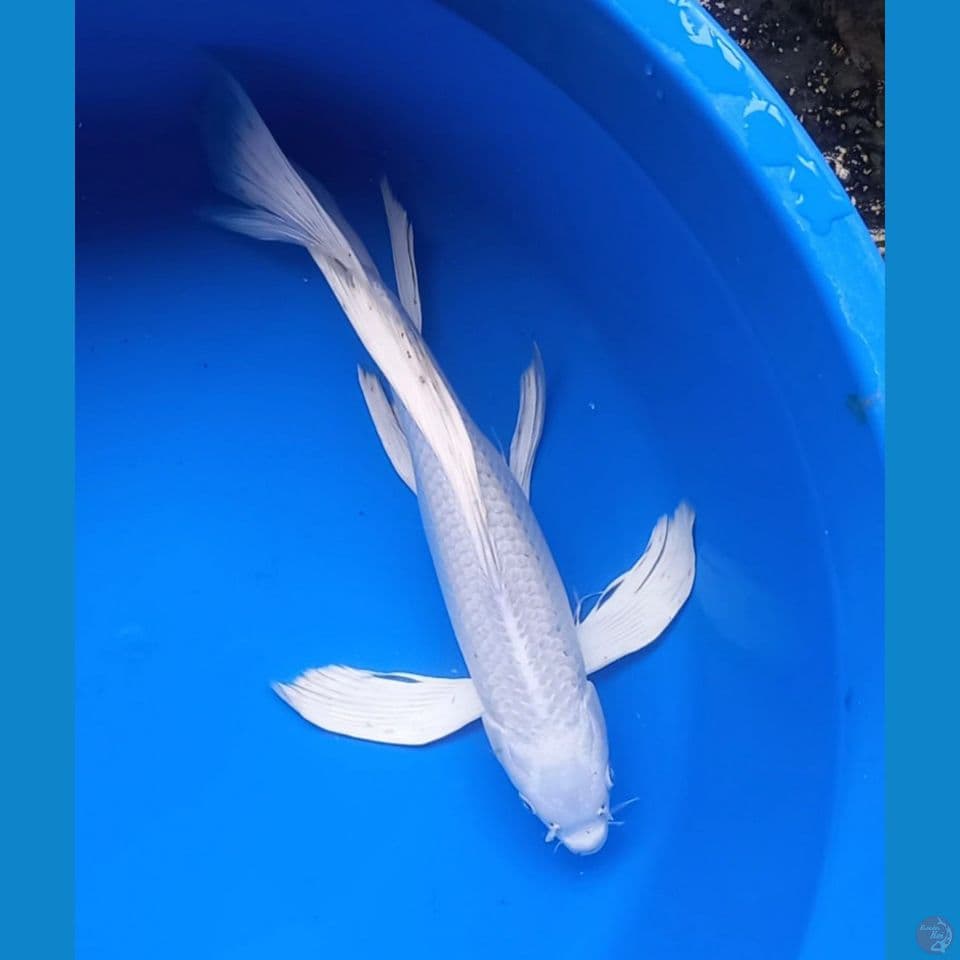 KUMPAY PLATINUM 38CM
