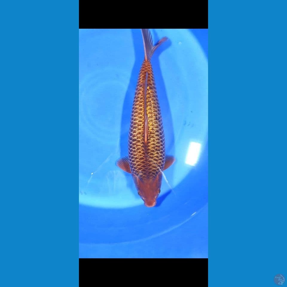 KARAMEL GINRIN 45UP/MALE