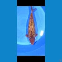 KARAMEL GINRIN 45UP/MALE
