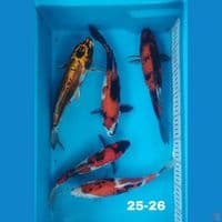 mix showa 25-26cm